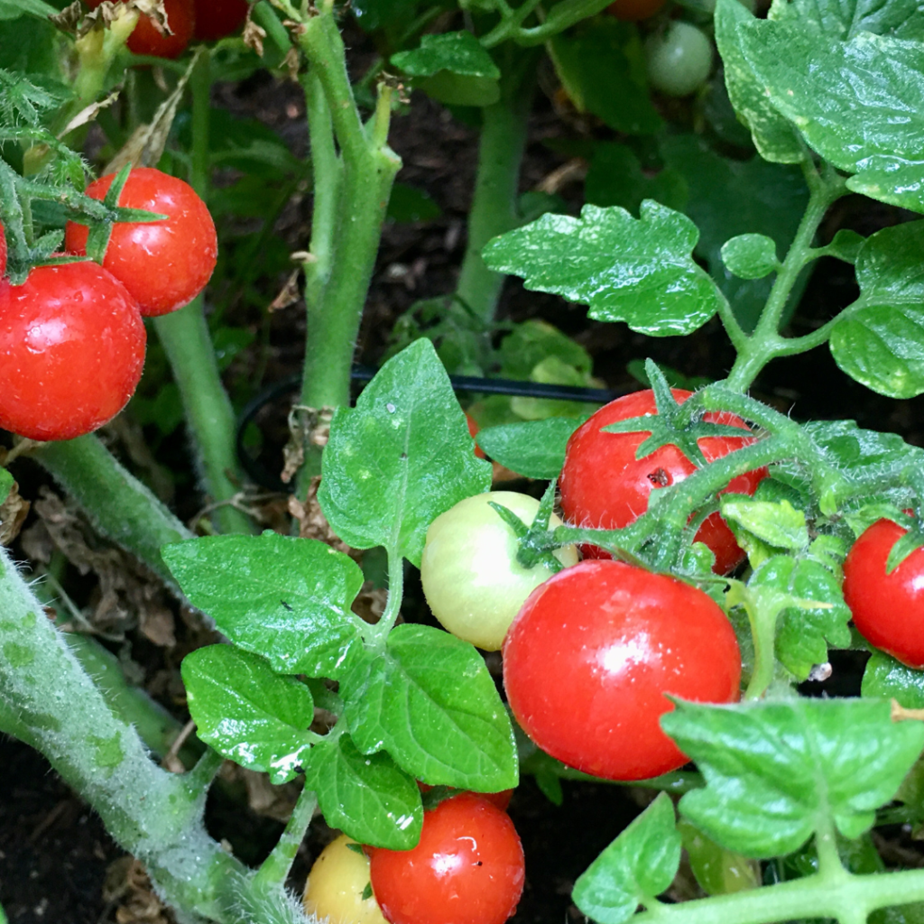 Tomatoes grown with Kelzyme
