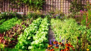 A gardening blog to support all stages of gardeners, farmers, and homesteaders.