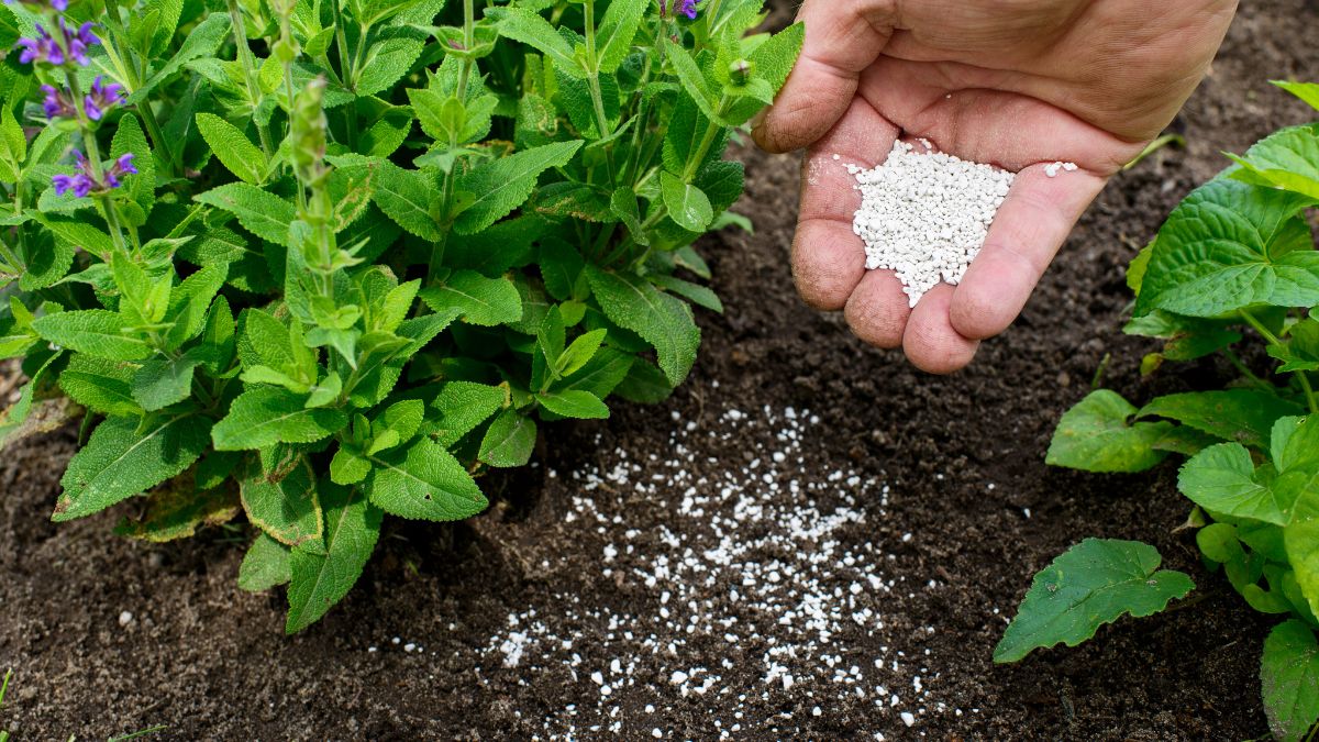 Why you need Calcium in your fertilizer.